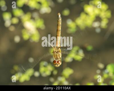 Female comune Darter Dragonfly Flying Foto Stock