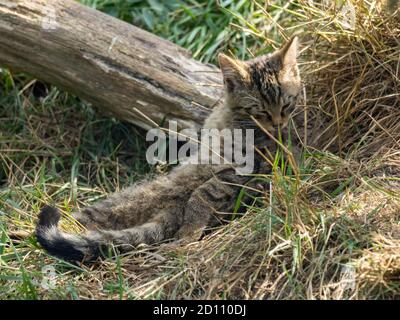 Scottish Wildcat gattino Foto Stock