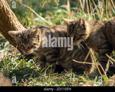 Coppia di Kittens giovani Scozzesi Wildcat Foto Stock