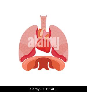 Organi polmonari umani, anatomia, concetto di medicina, Sanità. Organi interni dell'illustrazione vettoriale dell'elemento di disegno umano Illustrazione Vettoriale