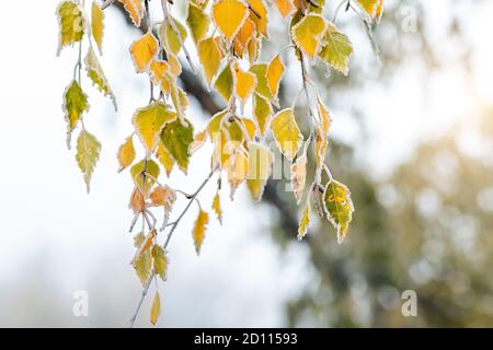 Primo piano dettaglio del ramo di betulla con foglie verdi gialle coperte da ghiaccio congelato di primo rombo. Bella natura novembre astratto all'aperto Foto Stock