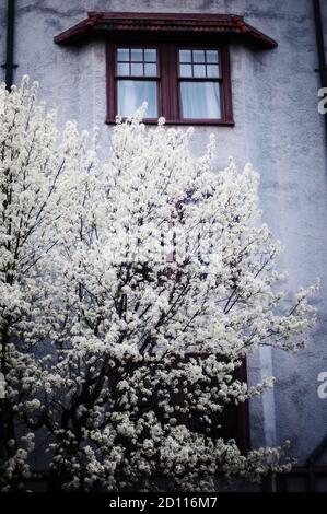 Albero in fiore vicino all'edificio con una finestra Foto Stock