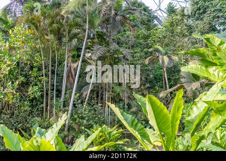 ST AUSTELL, INGHILTERRA - SETTEMBRE 24: Un paesaggio piantato nella serra mediterranea di Biome del giardino botanico Eden Project Foto Stock