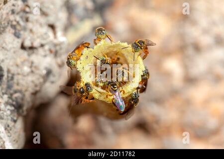 Tetragonisca angustula Jatai hive close - ape senza poppate Foto Stock