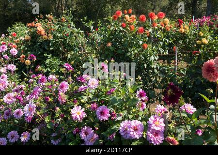 Una piccola fattoria di dahlia in Oregon, Stati Uniti. Foto Stock