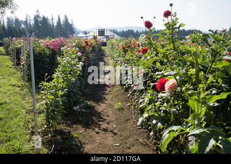 Una piccola fattoria di dahlia in Oregon, Stati Uniti. Foto Stock