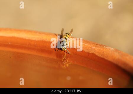 WASP che beve dal closeup del bagno degli uccelli Foto Stock