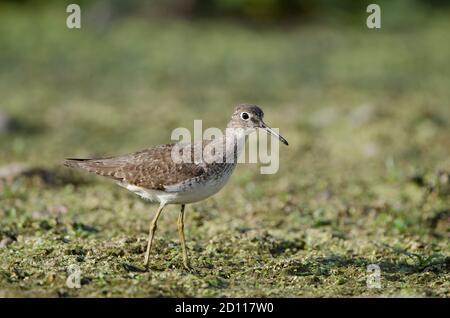 Sandpiper solitario (Tringa solitaria) alla ricerca di cibo tra la vegetazione di una palude poco profonda Foto Stock