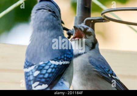 Due Blue Jays (Cyanocitta cristata) discutono su un alimentatore di uccelli Foto Stock