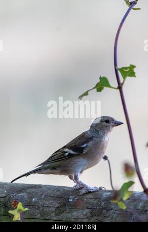 Chaffinch giovanile (coelebs di Fringilla) con crescita di papillomavirus di Fringilla sui piedi Foto Stock