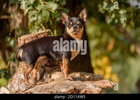 Cane Chihuahua per una passeggiata. Chihuahua nero, marrone e bianco. Cane in autunno passeggiate in giardino o nel parco. Foto Stock