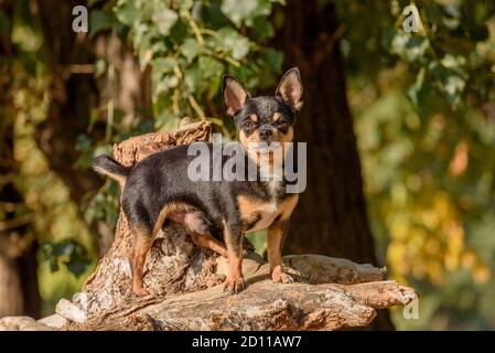 Cane Chihuahua per una passeggiata. Chihuahua nero, marrone e bianco. Cane in autunno passeggiate in giardino o nel parco. Foto Stock