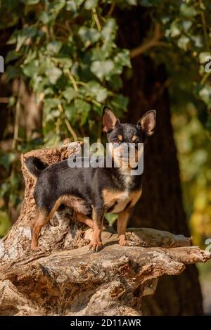 Cane Chihuahua per una passeggiata. Chihuahua nero, marrone e bianco. Cane in autunno passeggiate in giardino o nel parco. Foto Stock
