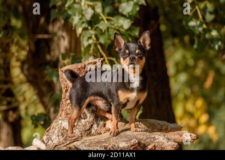 Cane Chihuahua per una passeggiata. Chihuahua nero, marrone e bianco. Cane in autunno passeggiate in giardino o nel parco. Foto Stock