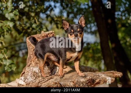 Cane Chihuahua per una passeggiata. Chihuahua nero, marrone e bianco. Cane in autunno passeggiate in giardino o nel parco. Foto Stock