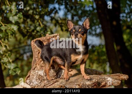 Cane Chihuahua per una passeggiata. Chihuahua nero, marrone e bianco. Cane in autunno passeggiate in giardino o nel parco. Foto Stock