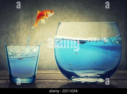 Il pesce dorato che salta da una piccola tazza di vetro ad un altro acquario più grande del fishbowl con acqua chiara su sfondo grigio scuro con la vignetta. In cerca di Foto Stock