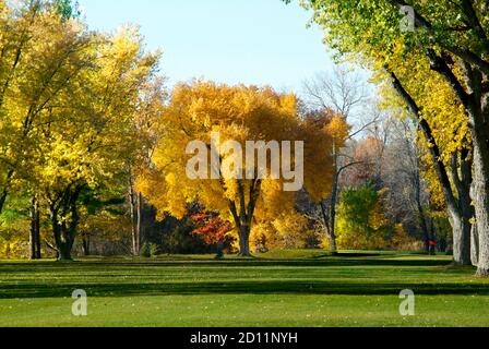 L'albero d'acero giallo dorato mostra i colori autunnali pieni in autunno Michigan Foto Stock