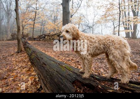 Femmina di mini Goldendoodle F1B cane in ambiente esterno Foto Stock