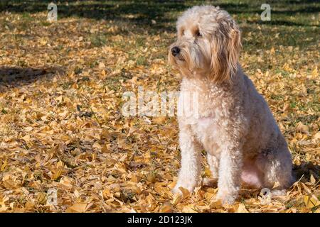 Femmina di mini Goldendoodle F1B cane in ambiente esterno Foto Stock