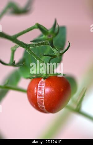 Un pomodoro spaccato e spaccato sulla vite in un giardino Foto Stock