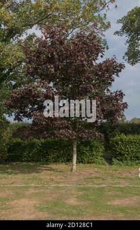 Autunno Foliage di un campo Maple Tree (Acer campestre) che cresce in un parco nel villaggio rurale di Ardingly in West Sussex, Inghilterra, Regno Unito Foto Stock