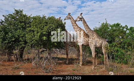 Gruppo di tre giraffe angolane (giraffa camelopardalis angolensis, giraffa namibia) che si trovano di seguito nel Parco Nazionale di Chobe, Botswana, Africa. Foto Stock