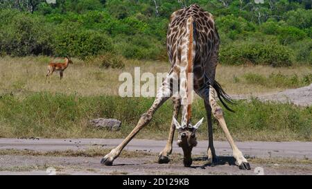 Giraffe angolane (giraffa camelopardalis angolensis, giraffa namibia) con gambe spalmabili che lambisce il terreno con antilope sullo sfondo a Chobe NP. Foto Stock