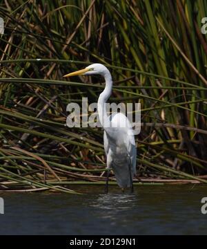 Un grande egreto (Ardea alba) Si trova tra le canne ai margini di Struve Slough California Foto Stock