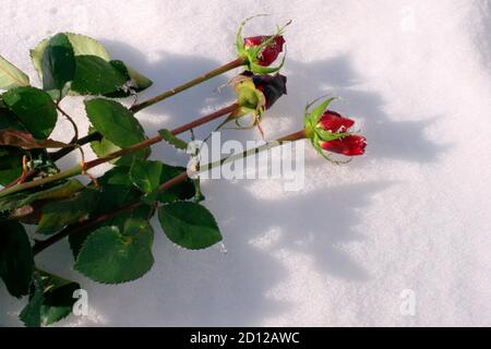 Bella rosa coperta di neve. La neve giace su una rosa ghiacciata. Foto Stock