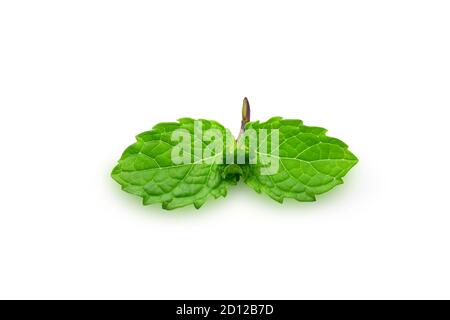 Foglie di menta grezza organica o mentolo su sfondo bianco isolato con percorso di ritaglio. Menta fresca o menta piperita hanno buon odore e aromatica per la cottura Foto Stock