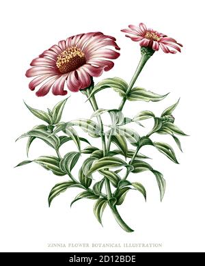 Zinnia fiore botanico vintage illustrazione clip art isolato su bianco sfondo Foto Stock