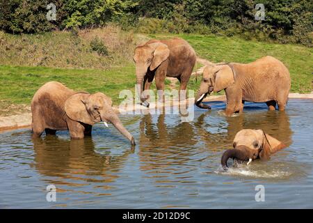 Arican Elephant, loxodonta africana, Gruppo con vasca, Beauval Zoo in Francia Foto Stock