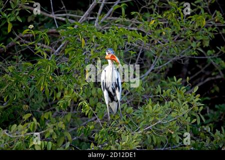 Heron a Collo bianco, ardea Cocoi, Adulti con pesce In Becco, Los Lianos in Venezuela Foto Stock