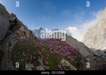 Geografia / viaggio, Francia, dauphin, silene di fronte al barre des Ecrins, diritti aggiuntivi-clearance-Info-non-disponibile Foto Stock
