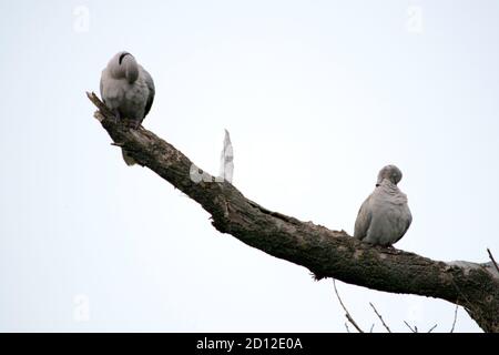 due colombe di tartaruga siedono sui rami di un asciutto albero Foto Stock
