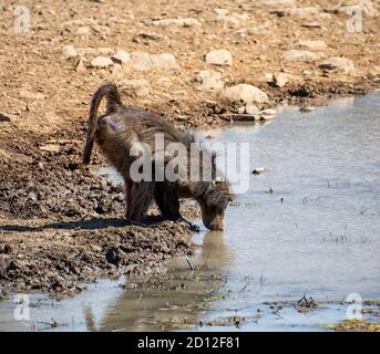 Un maschio Chacma Baboon bere da un buco di irrigazione in Africa meridionale Foto Stock