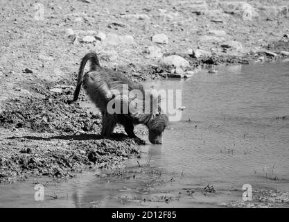 Un maschio Chacma Baboon bere da un buco di irrigazione in Africa meridionale Foto Stock