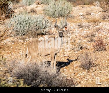 Un toro del Kudu nella savana dell'Africa del Sud Foto Stock