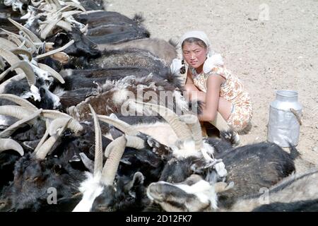 Giovane mongolo nel deserto di Gobi mungendo capre, foto scattata nel 1977 - solo per uso editoriale Foto Stock