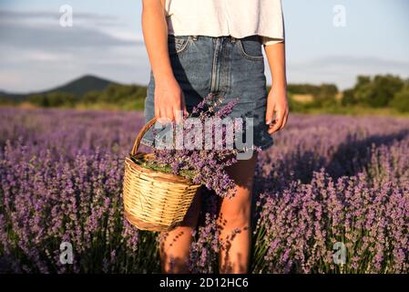 Giovane donna che tiene il cesto di vimini con fiori di lavanda in campo Foto Stock