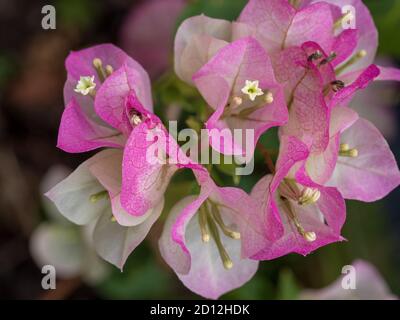 Le bratte di colore rosa pastello e bianco che circondano i piccoli fiori bianchi di Bougainvillea su una vite. Foto Stock