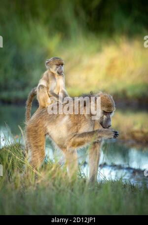 Ritratto verticale di una bambina adulta che porta il suo bambino Sulla sua schiena nel fiume Khwai in Botswana Foto Stock