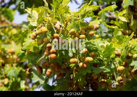 Ramo di un albero di quercia con foglie verdi e ghiande Foto Stock