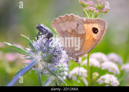 Farfalla marrone Prato- Maniola jurtina e Bianco puntinato rosa Beetle - Oxythirea Funesta - riposante su eryngo blu - Eryngium palmatum Foto Stock