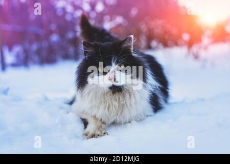Gatto nero e bianco dai capelli lunghi cammina nella neve profonda Foto Stock