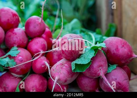 Mazzi di ravanello in vendita su una bancarella di mercato degli agricoltori Foto Stock