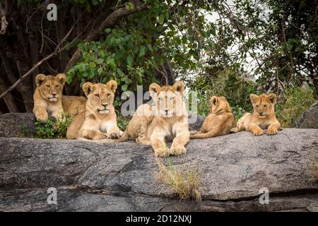 I cuccioli leoni giacenti su rocce che guardano allerta in Serengeti National Parco in Tanzania Foto Stock