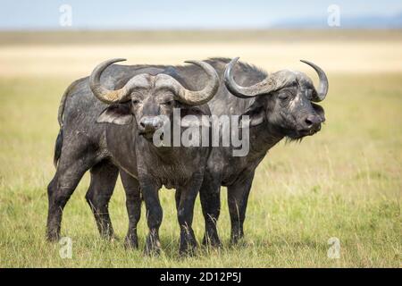 Due tori di bufalo adulti che si eradano l'uno accanto all'altro guardando Allerta nelle pianure di erba di Masai Mara in Kenya Foto Stock