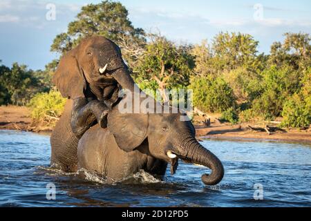 Due elefanti in piedi in acqua che giocano nel fiume Chobe in Botswana Foto Stock